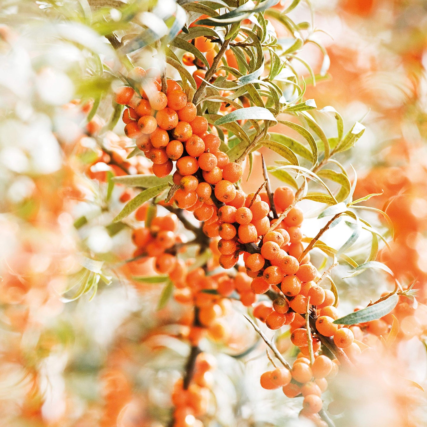 Weleda Sea Buckthorn Body Oil, 3.4 Fluid Ounce