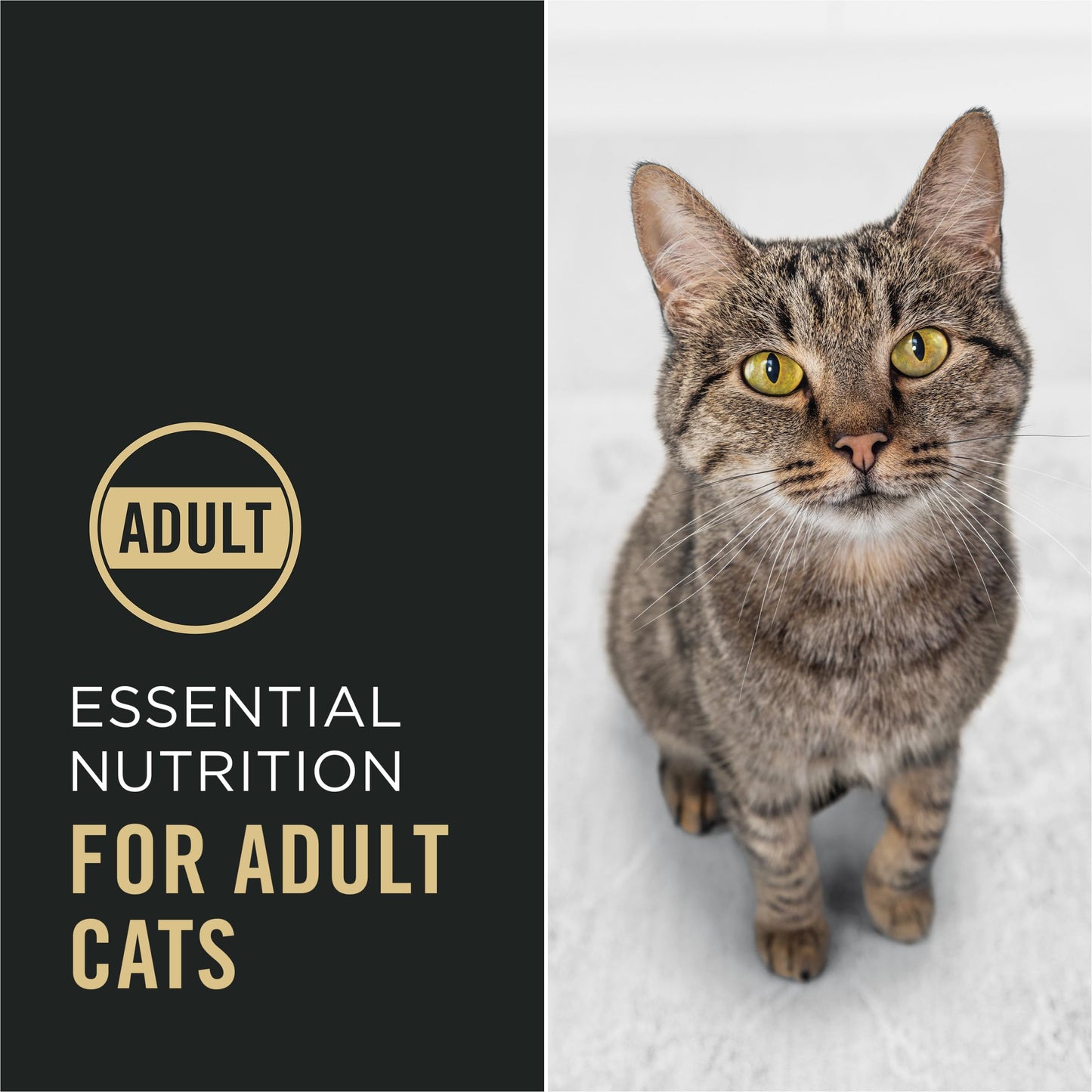 Purina Pro Plan Complete Essentials 6 lb. Bag (BB Aug 2026)