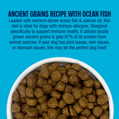 Muenster Ancient Grains Ocean Fish Dog Food 22lb (Best By 09/10/2026)