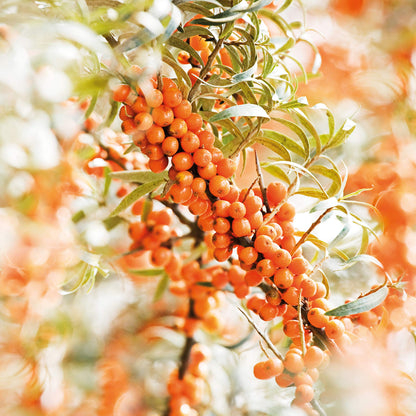 Weleda Sea Buckthorn Body Oil, 3.4 Fluid Ounce