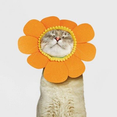 Halloween Orange Sunflower Cat Costume - Hyde & EEK! Boutique One Size Fits Most