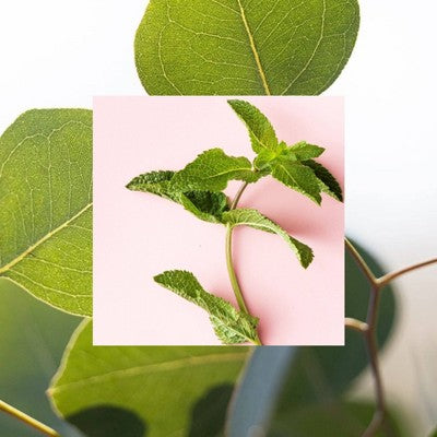 Raw Sugar Simply Deo Eucalyptus + Fresh Mint Deodorant - 2.7oz